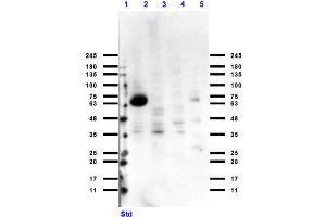 Image no. 3 for anti-Cytochrome P450 (CYP) antibody (ABIN6657369)
