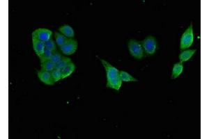 GABARAPL1 antibody  (AA 1-117)