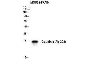Image no. 1 for anti-Claudin 4 (CLDN4) (Ser255) antibody (ABIN3183941)