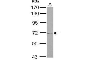 Image no. 1 for anti-Solute Carrier Family 4, Sodium Bicarbonate Cotransporter, Member 8 (SLC4A8) (N-Term) antibody (ABIN2855611)