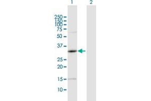 Western Blot analysis of PRKAG1 expression in transfected 293T cell line by PRKAG1 MaxPab polyclonal antibody.