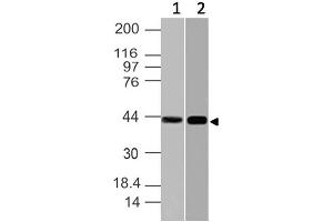 Image no. 1 for anti-Nuclear Factor of kappa Light Polypeptide Gene Enhancer in B-Cells Inhibitor-Like 1 (NFKBIL1) (AA 150-360) antibody (ABIN5027392)