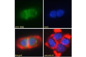 Image no. 1 for anti-Zinc Finger Protein 423 (Znf423) (N-Term) antibody (ABIN308409)