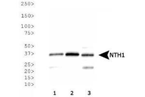 Image no. 3 for anti-Nth Endonuclease III-Like 1 (NTHL1) antibody (ABIN363381)