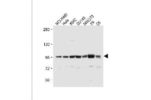 Image no. 4 for anti-ATP-Binding Cassette, Sub-Family F (GCN20), Member 1 (ABCF1) (AA 687-716), (C-Term) antibody (ABIN653226)