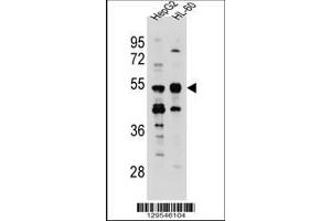 Image no. 1 for anti-Tektin 5 (TEKT5) (AA 215-244) antibody (ABIN655470)