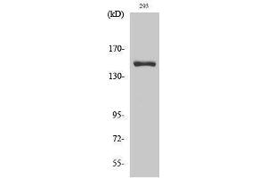 Western Blotting (WB) image for anti-Ankyrin Repeat Domain 30A (ANKRD30A) (C-Term) antibody (ABIN3183285)