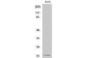 Image no. 1 for anti-NADH Dehydrogenase (Ubiquinone) 1 alpha Subcomplex, 8, 19kDa (NDUFA8) (Internal Region) antibody (ABIN3185795)