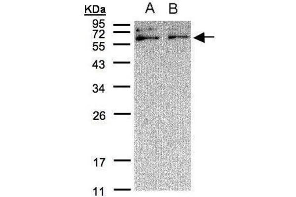 XYLB antibody  (C-Term)