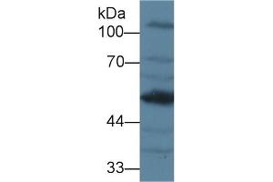 AGT Antikörper  (AA 23-477)