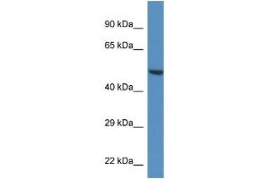 Image no. 1 for anti-Tripartite Motif Containing 11 (TRIM11) (C-Term) antibody (ABIN2781254)