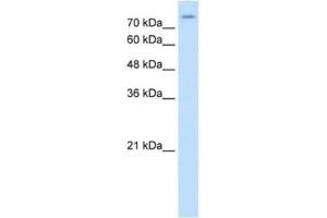Image no. 1 for anti-Solute Carrier Family 20 (Phosphate Transporter), Member 2 (SLC20A2) antibody (ABIN2462564)