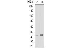 Image no. 1 for anti-Armadillo Repeat Containing, X-Linked 3 (ARMCX3) (C-Term) antibody (ABIN2801390)