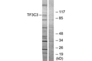 Image no. 1 for anti-General Transcription Factor IIIC, Polypeptide 3, 102kDa (GTF3C3) (AA 101-150) antibody (ABIN1534219)