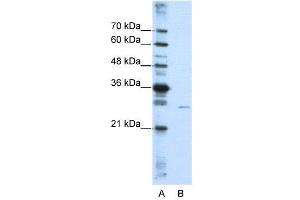 Image no. 1 for anti-EMG1 Nucleolar Protein Homolog (EMG1) (N-Term) antibody (ABIN2778974)