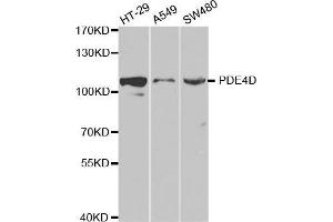 Image no. 1 for anti-phosphodiesterase 4D, cAMP-Specific (PDE4D) antibody (ABIN3022337)