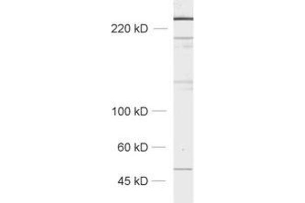 Neurobeachin antibody  (AA 952-1320)