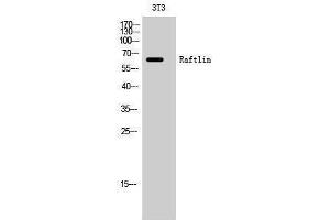 Image no. 1 for anti-Raftlin, Lipid Raft Linker 1 (RFTN1) (C-Term) antibody (ABIN3186677)