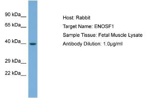 Image no. 1 for anti-Enolase Superfamily Member 1 (ENOSF1) (Middle Region) antibody (ABIN2786995)