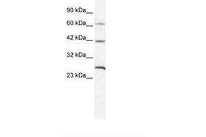 Image no. 1 for anti-Gap Junction Protein, delta 3, 31.9kDa (GJD3) (AA 31-80) antibody (ABIN202183)