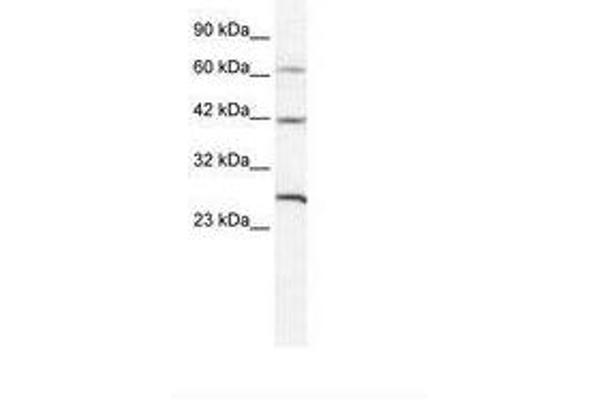 anti-Gap Junction Protein, delta 3, 31.9kDa (GJD3) (AA 31-80) antibody