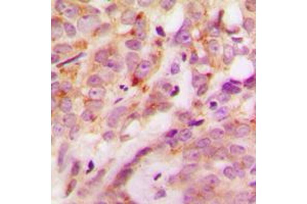 LAMa4 antibody  (Center)