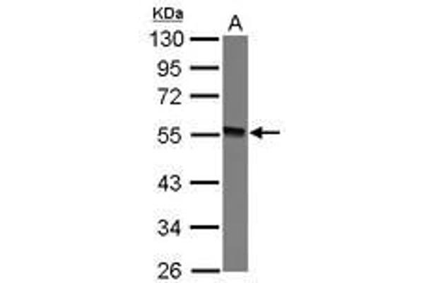 GTDC1 Antikörper  (AA 1-164)