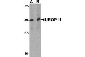 Image no. 1 for anti-Amyloid beta (A4) Precursor Protein-Binding, Family A, Member 1 (APBA1) (Middle Region) antibody (ABIN1031157)