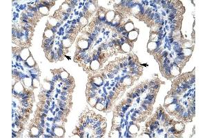 Image no. 2 for anti-Zinc Finger Protein 785 (ZNF785) (C-Term) antibody (ABIN927589)