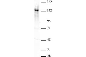 Ubn1 antibody (pAb) tested by Western blot.