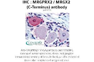 Image no. 1 for anti-G Protein-Coupled Receptor MRGX2 (MRGPRX2) (C-Term), (Cytoplasmic Domain) antibody (ABIN1737076)