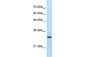 Image no. 2 for anti-Proteasome Subunit alpha Type 1 (PSMA1) (C-Term) antibody (ABIN2778810)