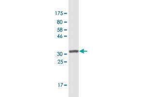Western Blot detection against Immunogen (36.