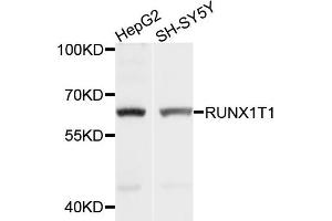 Image no. 1 for anti-Runt-Related Transcription Factor 1, Translocated To, 1 (Cyclin D-Related) (RUNX1T1) antibody (ABIN4905073)