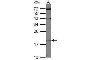 WB Image Sample (30 ug of whole cell lysate) A:NIH-3T3 12% SDS PAGE antibody diluted at 1:1000