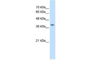 Image no. 2 for anti-Serine/threonine Kinase Receptor Associated Protein (STRAP) (C-Term) antibody (ABIN629629)
