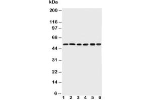 Image no. 3 for anti-SMAD, Mothers Against DPP Homolog 2 (SMAD2) (N-Term) antibody (ABIN3032617)