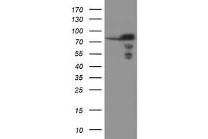 Image no. 1 for anti-Sec1 Family Domain Containing 1 (SCFD1) antibody (ABIN2731453)