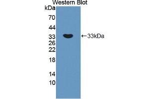 Image no. 1 for anti-Amyloid beta (A4) Precursor Protein-Binding, Family A, Member 2 (APBA2) (AA 459-722) antibody (ABIN5013121)