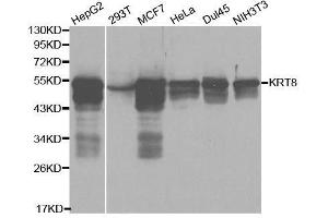 Image no. 3 for anti-Keratin 8 (KRT8) antibody (ABIN3021288)