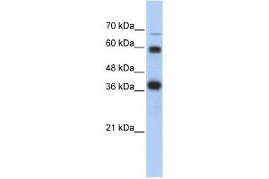 Image no. 1 for anti-Nuclear Respiratory Factor 1 (NRF1) (N-Term) antibody (ABIN2780635)