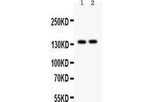 Image no. 1 for anti-Period Circadian Protein 2 (PER2) (AA 13-330) antibody (ABIN3043602)