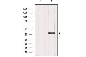 Image no. 2 for anti-NIMA (Never in Mitosis Gene A)-Related Kinase 6 (NEK6) (Internal Region) antibody (ABIN6263593)