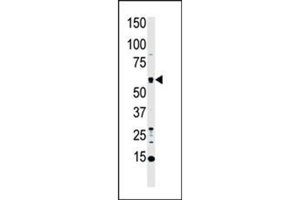 MST1 anticorps  (C-Term)