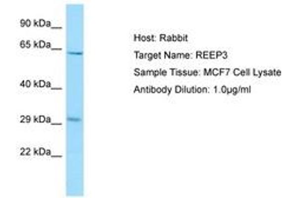 REEP3 抗体  (AA 154-203)