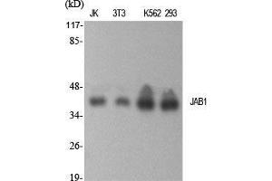 Image no. 2 for anti-COP9 Constitutive Photomorphogenic Homolog Subunit 5 (Arabidopsis) (COPS5) (Internal Region) antibody (ABIN3185252)