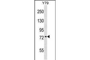 KATNB1 antibody  (AA 331-359)