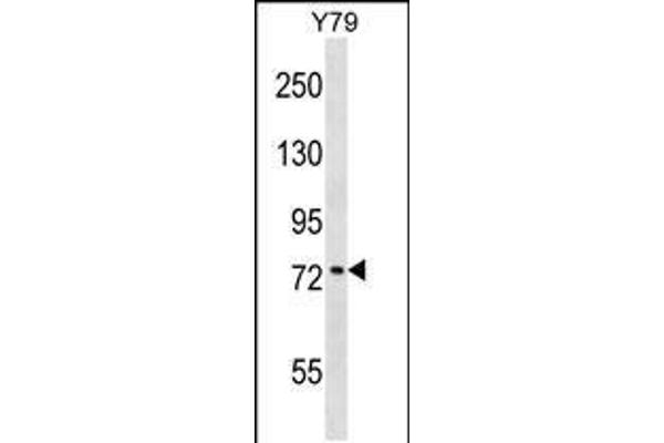 KATNB1 antibody  (AA 331-359)