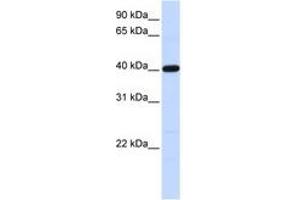 Image no. 1 for anti-Tropomodulin 3 (TMOD3) (AA 36-85) antibody (ABIN6741279)