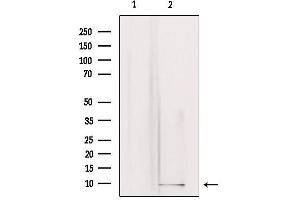 Image no. 2 for anti-Guanine Nucleotide Binding Protein (G Protein), gamma 3 (GNG3) antibody (ABIN6262019)